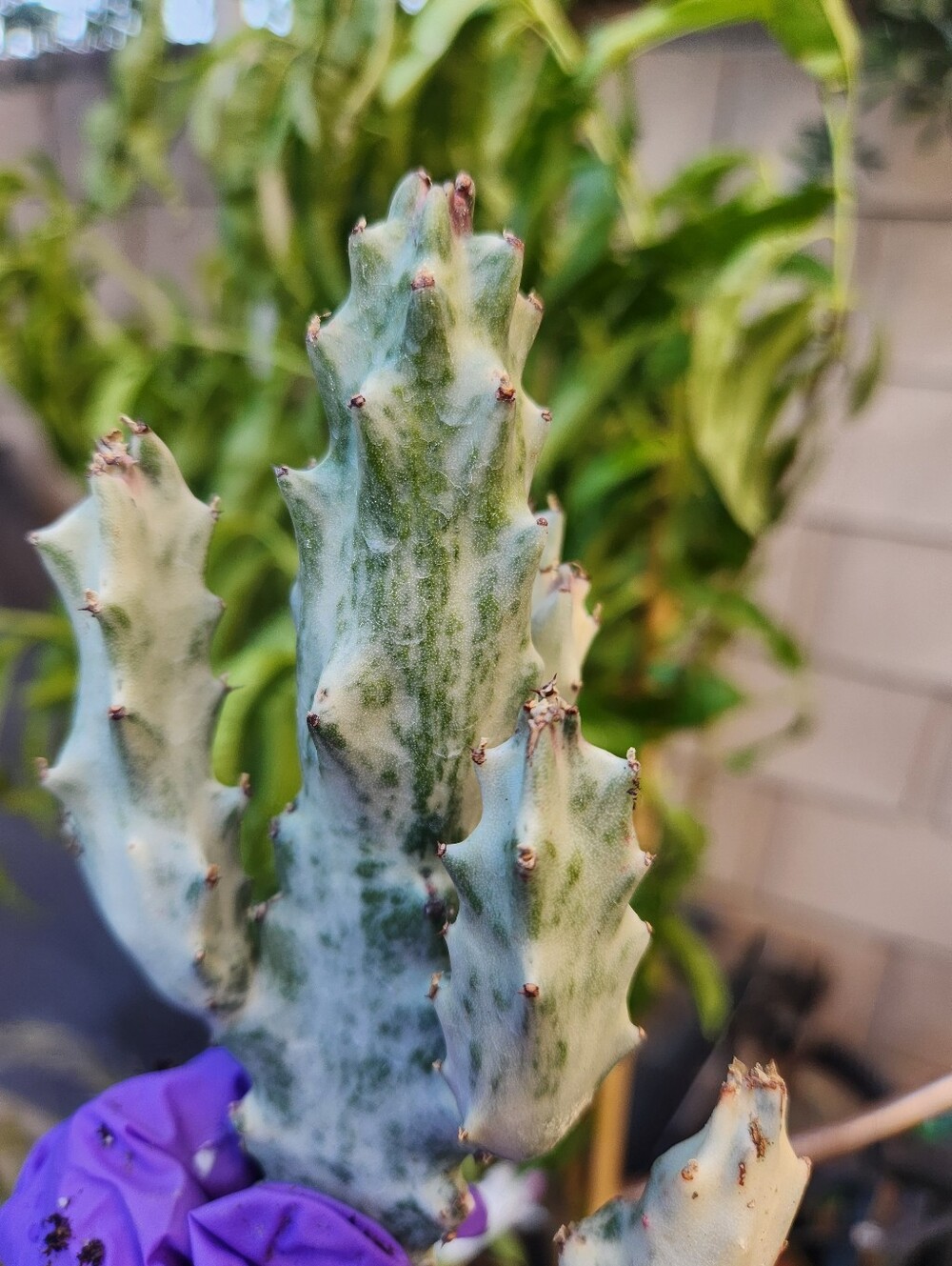 RARE 10" Euphorbia Lactea Ghost Variegated Dragon Bones With multiple arms - Picture 4 of 14